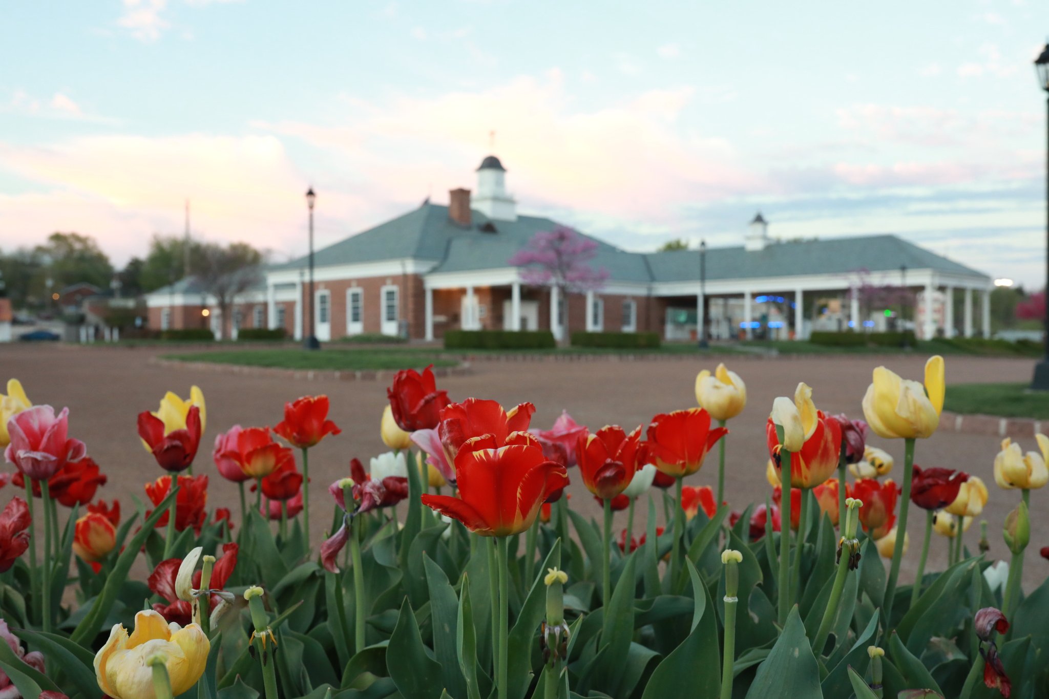 Jefferson Bank Tulips