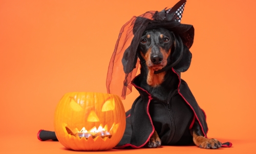 Dog in a Halloween costume next to a pumpkin