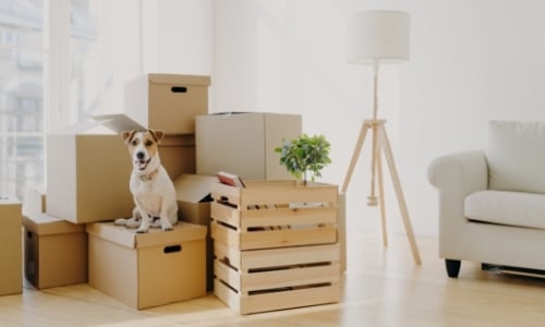 Dog standing on a pile of moving boxes