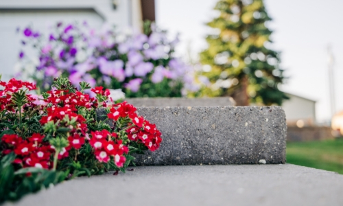 Close up of flowers in a landscaped yard